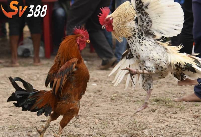 Chấp bạc đối với gà lông Chấp bạc đối với gà lông