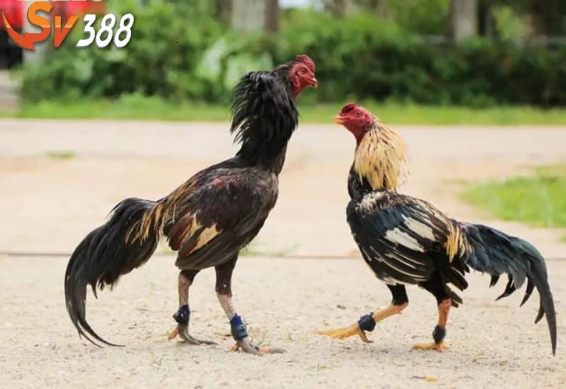 Cho gà ăn trước khi đá có tác động đến thể chất và sức mạnh khi chiến đấu Cho gà ăn trước khi đá có tác động đến thể chất và sức mạnh khi chiến đấu