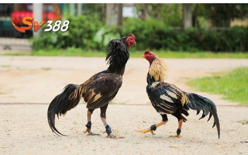 Chọn giống gà có khả năng chiến đấu tốt Chọn giống gà có khả năng chiến đấu tốt