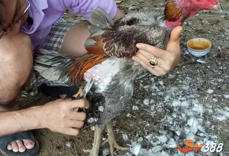 Chú ý khi tỉa lông phần nách, hông nên tỉa bằng kéo nhỏ Chú ý khi tỉa lông phần nách, hông nên tỉa bằng kéo nhỏ