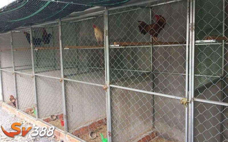 Chú ý vào chuồng trại cần được vệ sinh và dọn dẹp sạch sẽ Chú ý vào chuồng trại cần được vệ sinh và dọn dẹp sạch sẽ