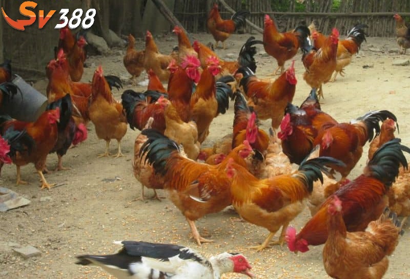 Đặc trưng cơ bản của giống gà Cao Lãnh là thi đấu tốt Đặc trưng cơ bản của giống gà Cao Lãnh là thi đấu tốt