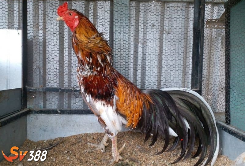 Gà Cao Lãnh được lai tạo từ gà Miên và gà trống Việt Gà Cao Lãnh được lai tạo từ gà Miên và gà trống Việt