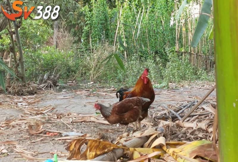 Không để gà trống đạp mái trước khi thi đấu Không để gà trống đạp mái trước khi thi đấu