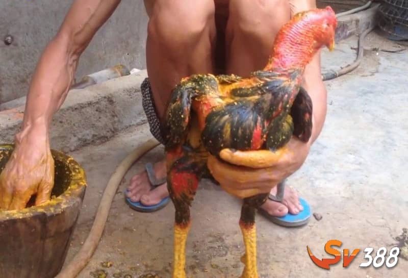 Vào nghệ cho gà chọi tơ với liều lượng ít hơn Vào nghệ cho gà chọi tơ với liều lượng ít hơn